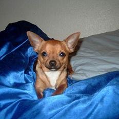 Chihuahua gizmo *rip*
