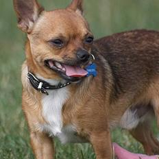 Chihuahua gizmo *rip*