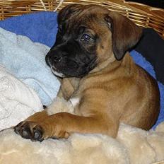 Blanding af racer Tøsen