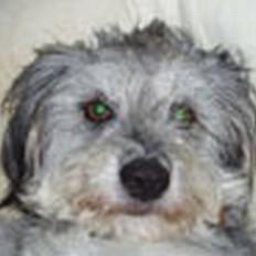 Blanding af racer Laura (Bamse)