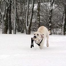 Labrador retriever Max