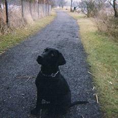 Labrador retriever Rollo