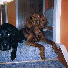 Labrador retriever Rollo