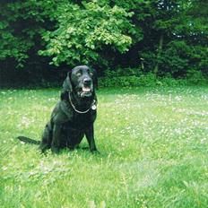 Labrador retriever Rollo
