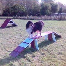 Collie langhåret Sheik