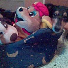 Collie langhåret Sheik