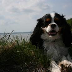 Cavalier king charles spaniel Gibson