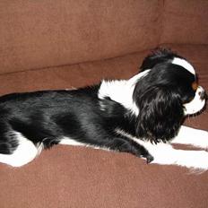 Cavalier king charles spaniel Gibson