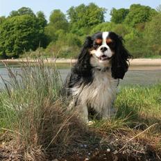 Cavalier king charles spaniel Gibson