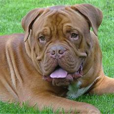 Dogue de bordeaux Algojos Braveheart