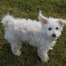 Bichon à poil frisé Annisette