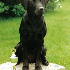 Labrador retriever Chica