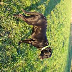 Labrador retriever Chica