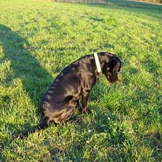 Labrador retriever Chica