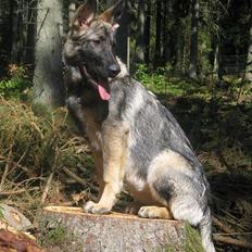 Schæferhund Ni-Busa's Djeannie