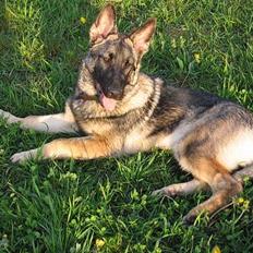 Schæferhund Ni-Busa's Djeannie