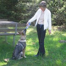 Schæferhund Ni-Busa's Djeannie