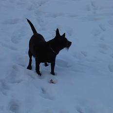 Dansk svensk gaardhund Sif