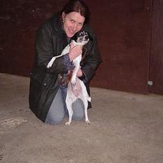 Dansk svensk gaardhund Sif