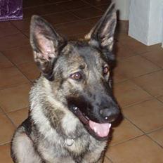 Schæferhund Amagers Asja