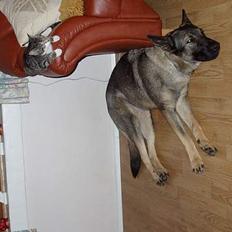 Schæferhund Amagers Asja