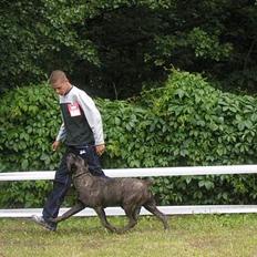 Cane corso Mazurskiego Edenu milla
