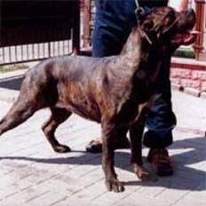 Cane corso Mazurskiego Edenu milla