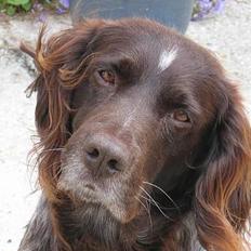 Kleiner münsterländer sako * død *