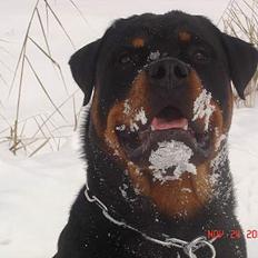 Rottweiler Tucker