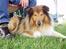 Shetland sheepdog Simba - Det er SÅÅÅ hårdt at være til konkurrence :) GAAAB
