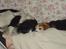Beagle Berta <'3 - Syvsovere ;D