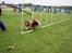 Shetland sheepdog Simba - Fuld fart i slalom :)