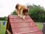 Shetland sheepdog Simba - Ned af det store A og videre til næste forhindring :)