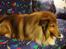 Shetland sheepdog Simba - Her ligger jeg i en seng, jeg forestiller mig, der er min :)