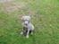 Weimaraner Ronja - Ronja som lille hvalp, ved opdrætteren.