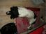 Engelsk springer spaniel Coco - Dette foto kalder jeg for... "SLAP AF PÅ SIDEN"