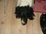 Engelsk springer spaniel Coco - Igen igen bliver jeg en fotomodel=)
