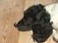 Engelsk springer spaniel Coco - Trægulv er godt  at sove på! Prøv det vovser"
