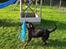 Rottweiler cita