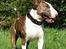 Bullterrier  Nemo  c",) - I am so Beautyful........ 12 September 06