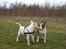 Bullterrier  Nemo  c",) - Nemo & Joker 17 april 06