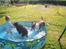 Bullterrier  Nemo  c",) - Nemo & Django & Malthe bader 9-6-07