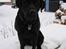 Labrador retriever Nemo