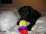 Labrador retriever Nemo