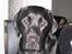 Labrador retriever Nemo