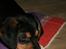 Blanding af racer Futted  *R.I.P*
