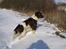 Engelsk springer spaniel Twister F.T. "R.I.P"