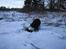 Engelsk springer spaniel Twister F.T. "R.I.P" - Graver sig ned til kineserne