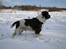 Engelsk springer spaniel Twister F.T. "R.I.P"