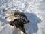 Engelsk springer spaniel Twister F.T. "R.I.P" - Det er så fedt og rulle sig i sneen